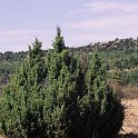 Juniperus communnis subsp. hemisphaerica